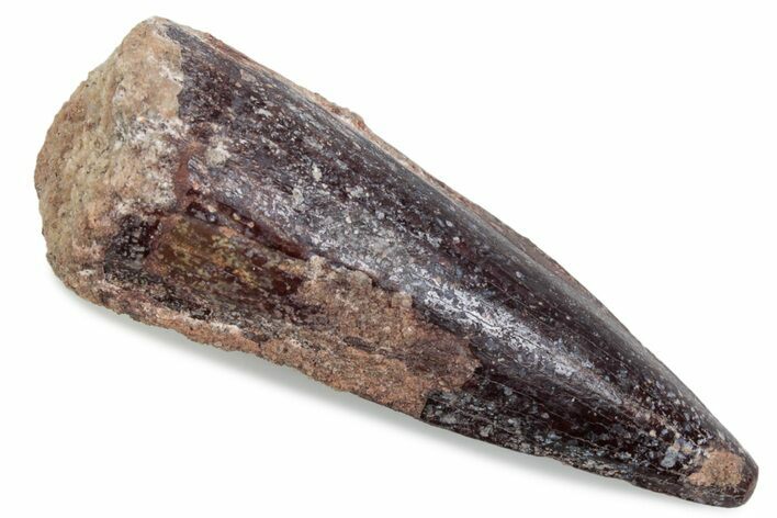 Fossil Spinosaurus Tooth - Real Dinosaur Tooth #376441